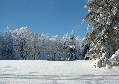 Zieleniec 2003